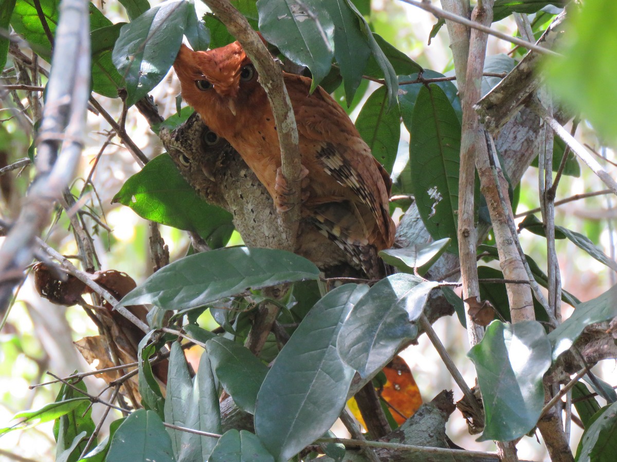 Sokoke Scops-Owl - ML623357460