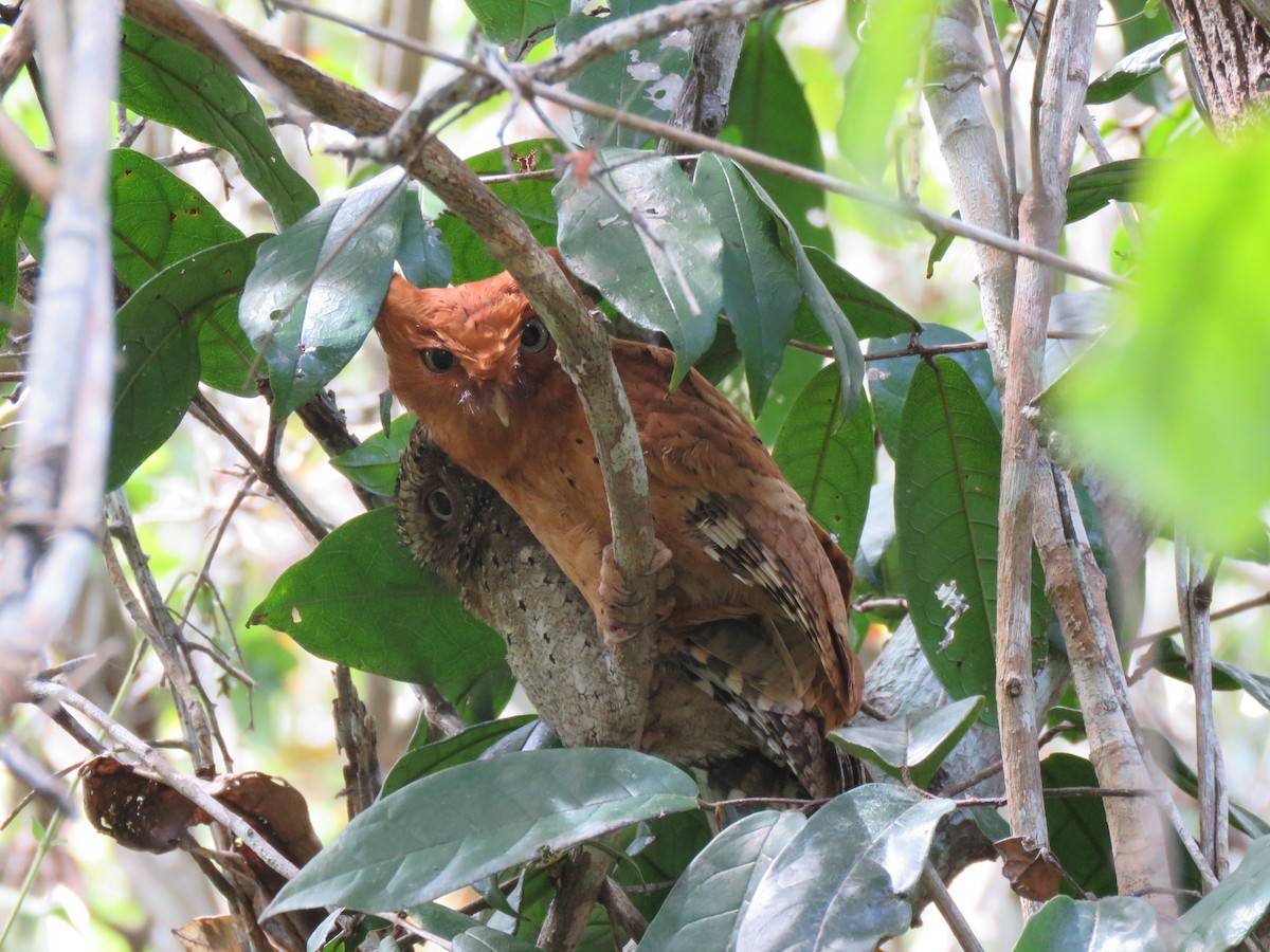 Sokoke Scops-Owl - ML623357468