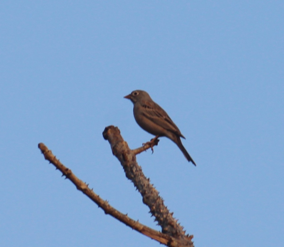 Gray-necked Bunting - ML623357486