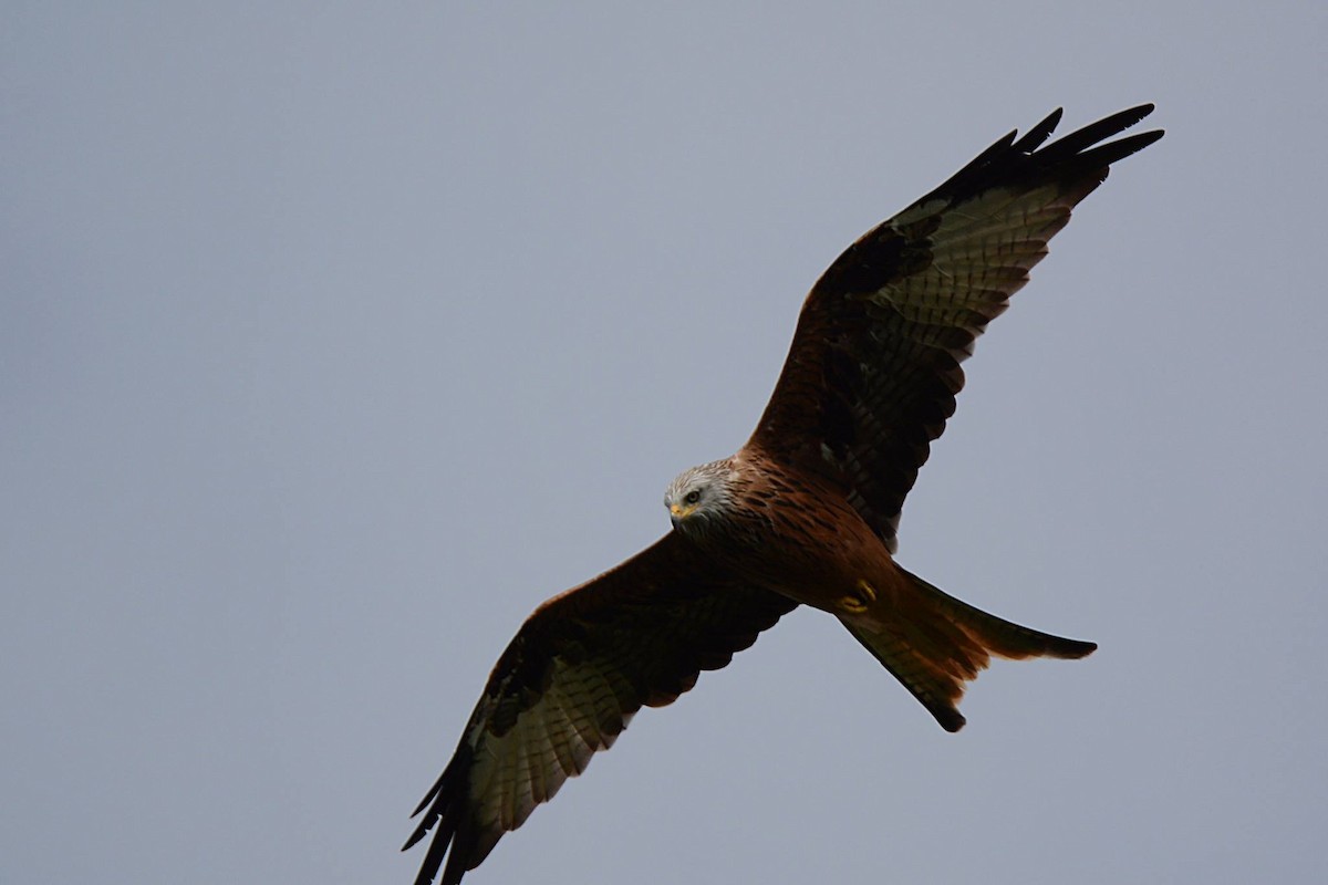 Red Kite - ML623357545