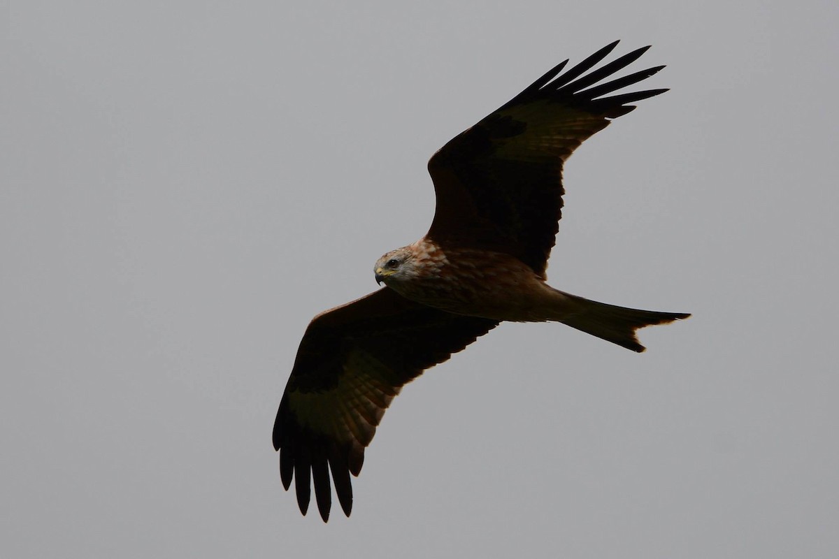 Red Kite - ML623357546