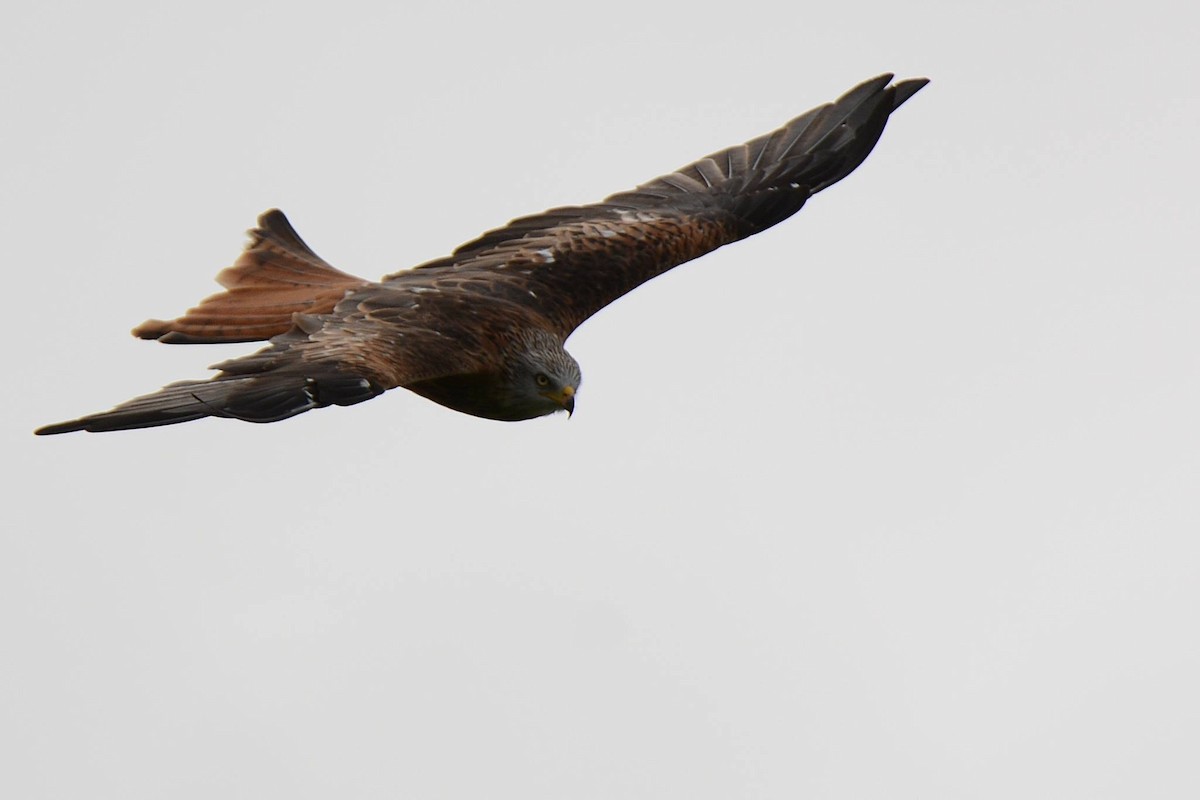 Red Kite - ML623357547