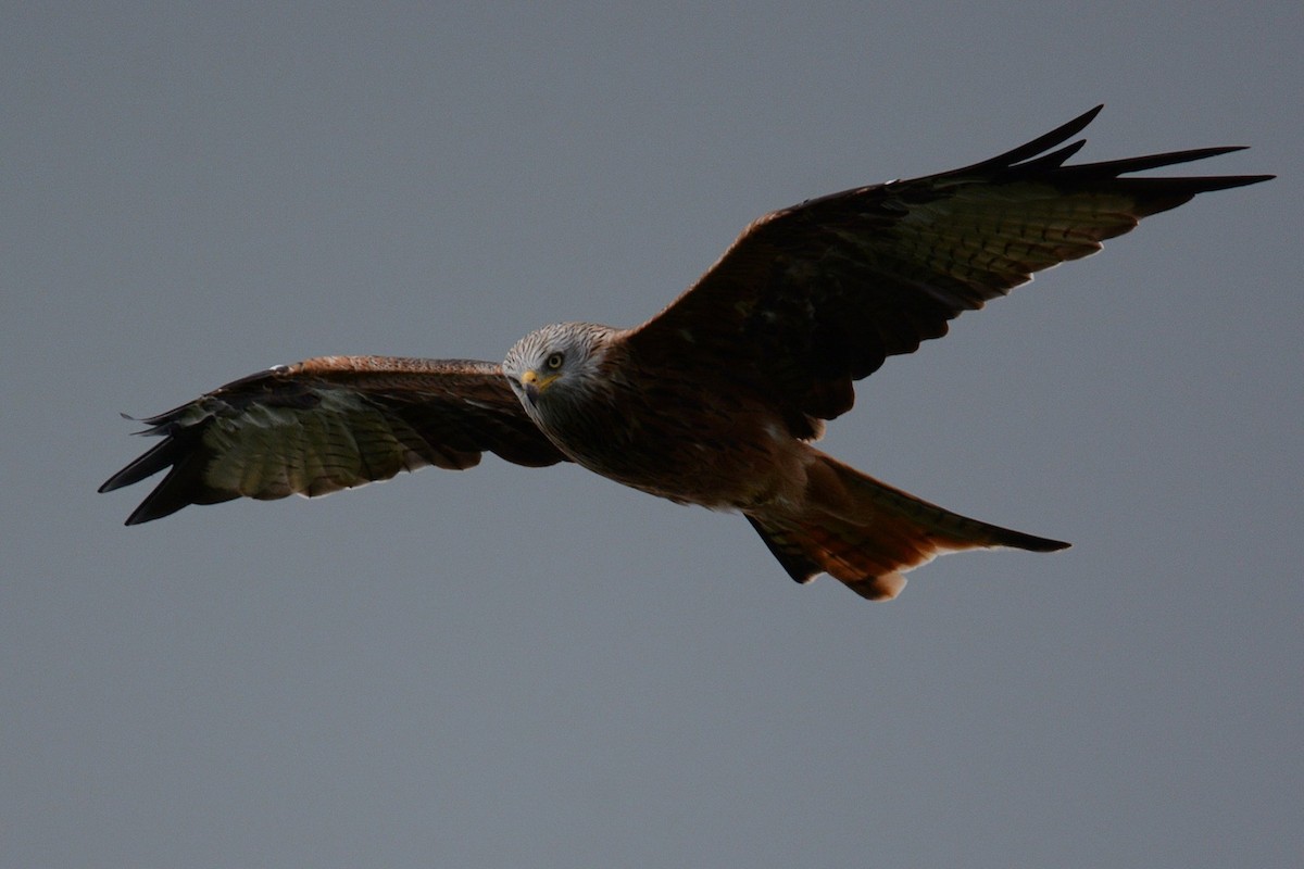 Red Kite - Sam Shorto