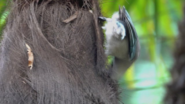 Azure-winged Magpie - ML623357577