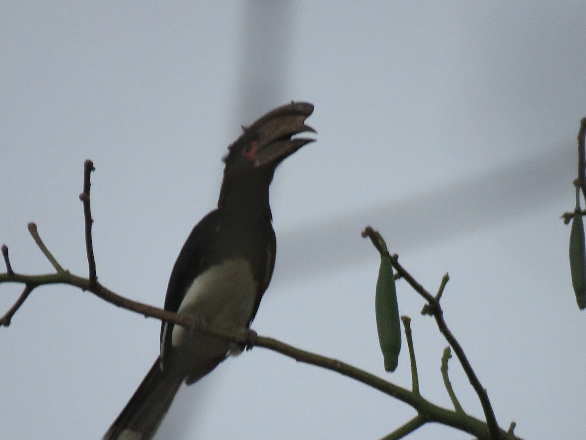 Trumpeter Hornbill - ML623357600