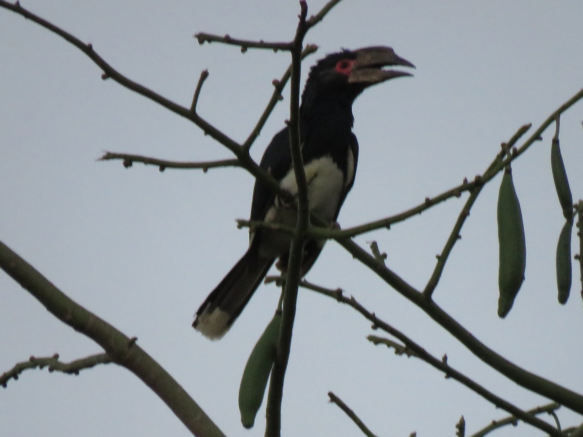 Trumpeter Hornbill - ML623357603