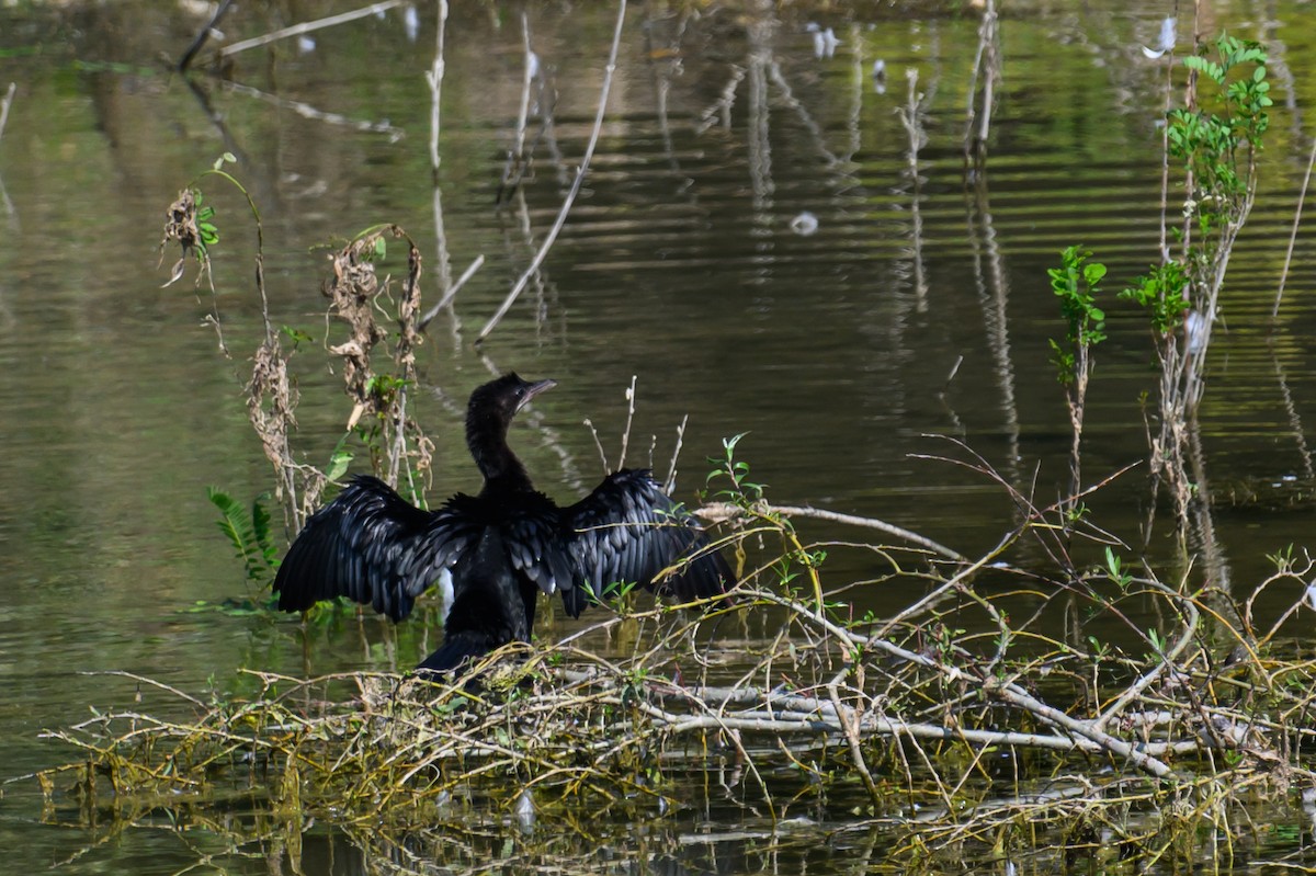 Pygmy Cormorant - Mathias Haffner