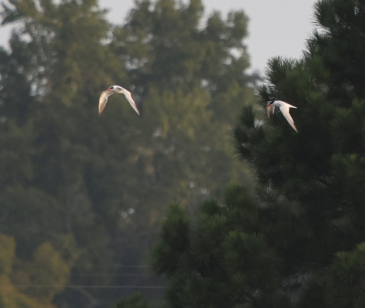 Caspian Tern - David Gibson