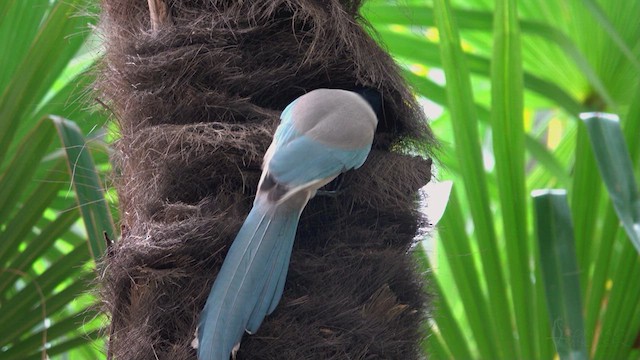 Azure-winged Magpie - ML623357656