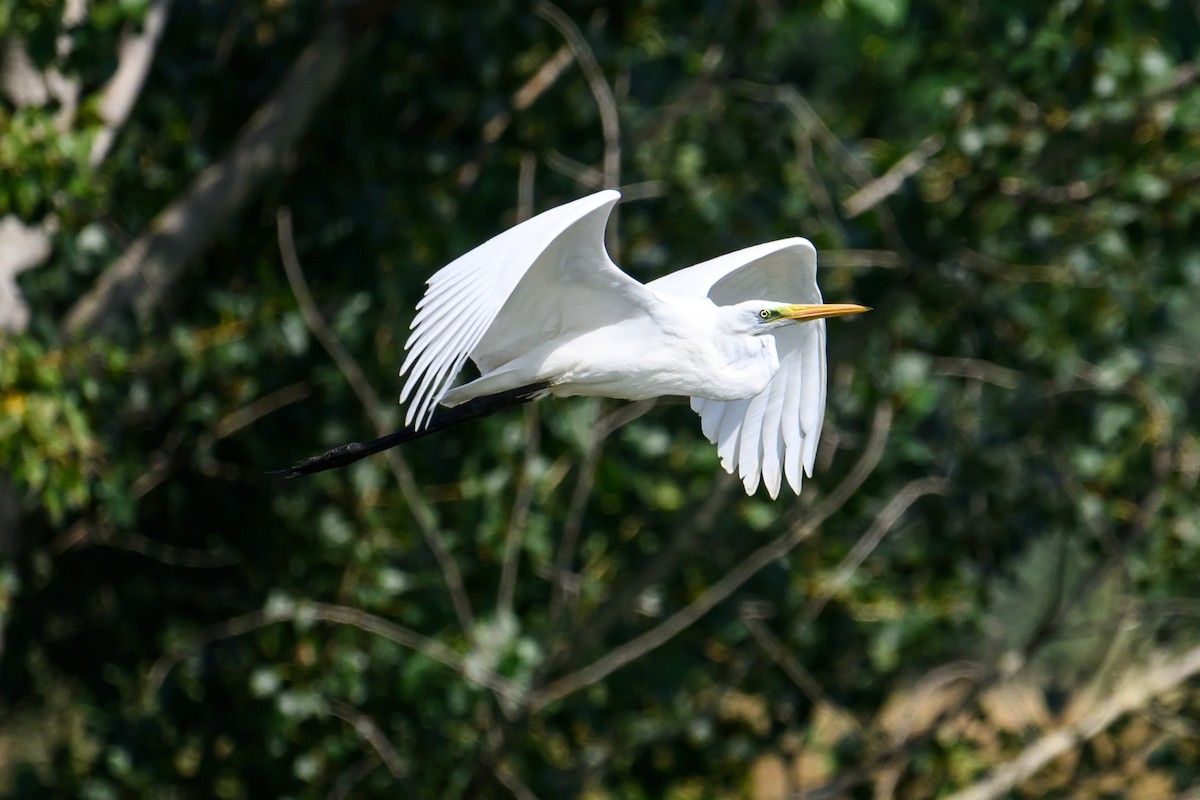 Great Egret - Mathias Haffner