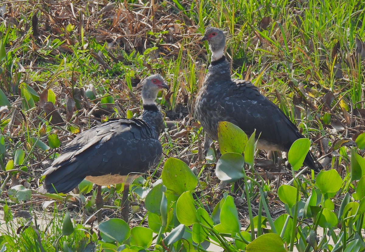 Southern Screamer - Doug Hendricks