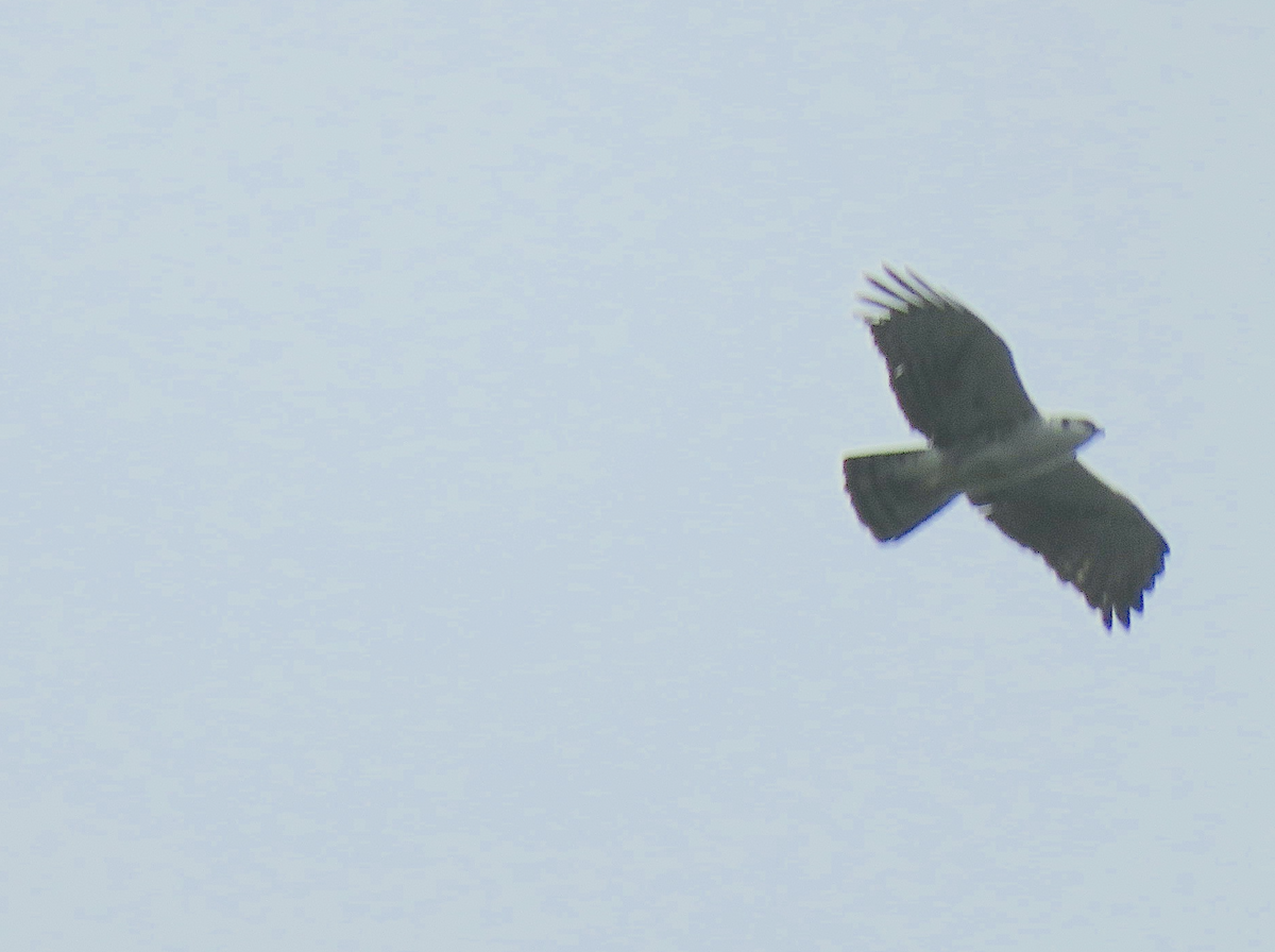 Ayres's Hawk-Eagle - ML623357676