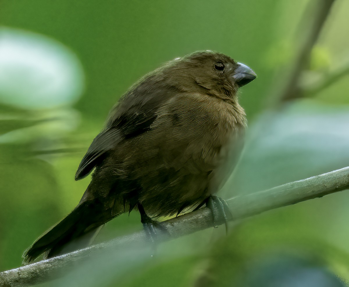 Thick-billed Seed-Finch - ML623357683