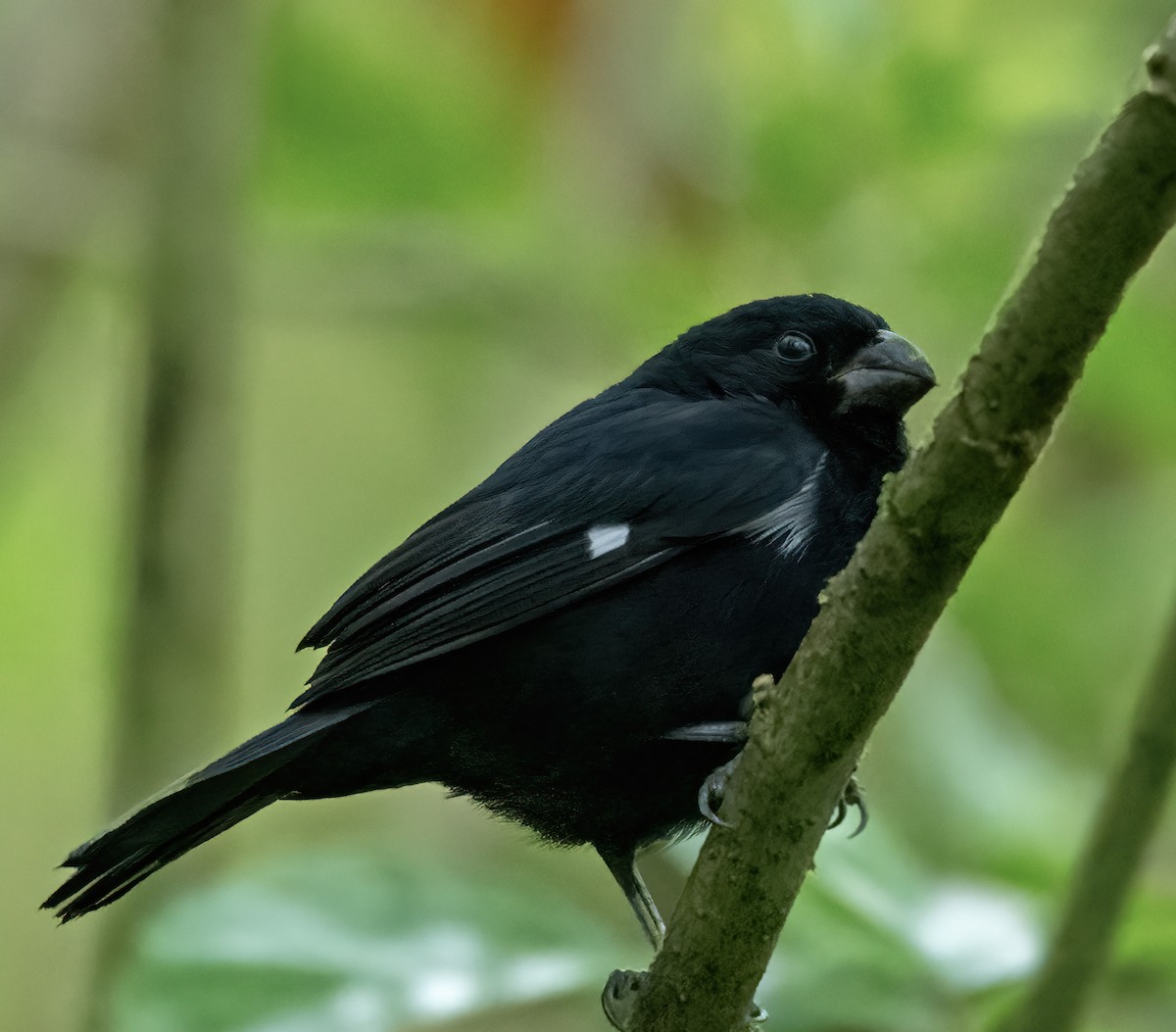 Thick-billed Seed-Finch - ML623357684