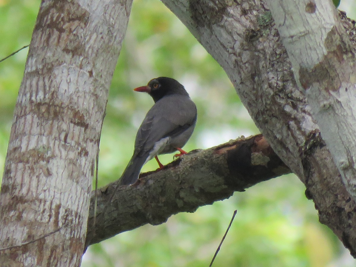 Chestnut-fronted Helmetshrike - ML623357691