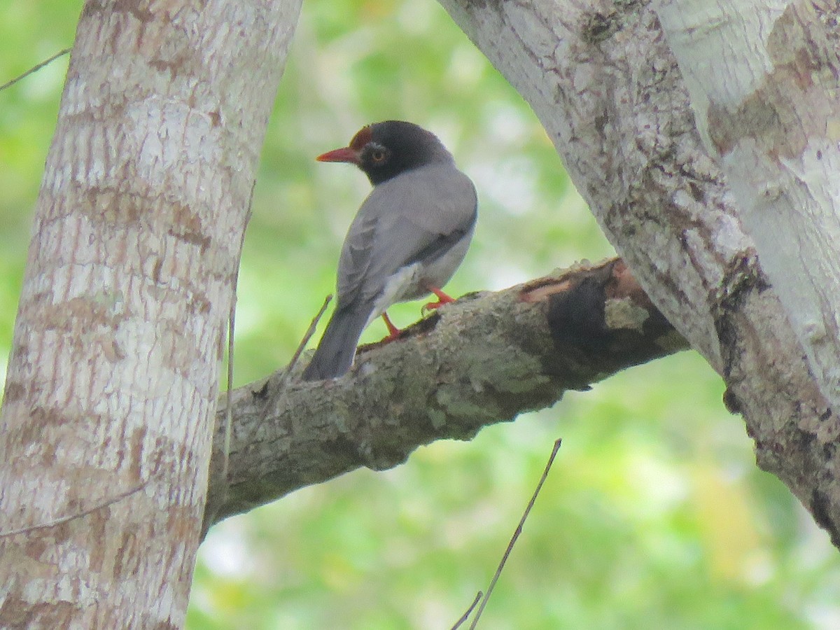 Chestnut-fronted Helmetshrike - ML623357705