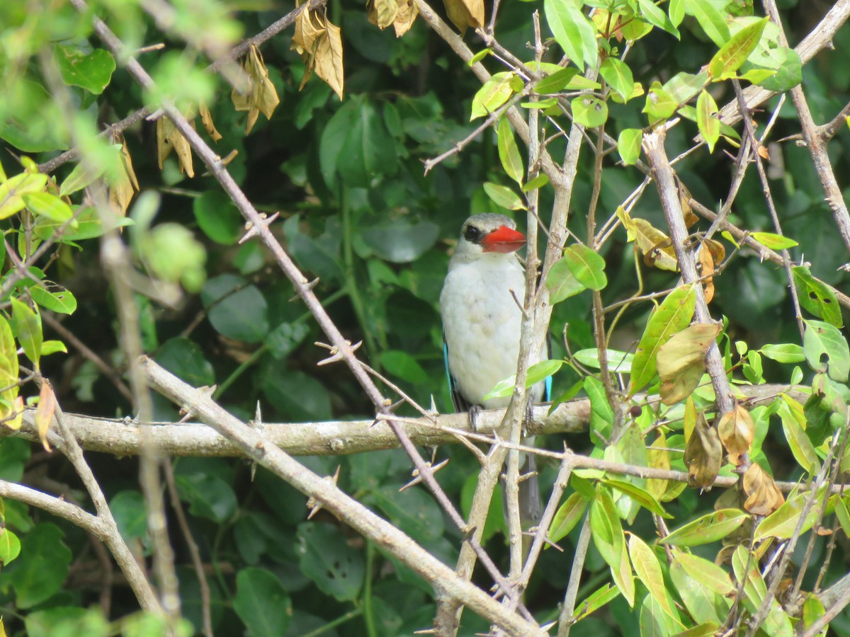 Mangrove Kingfisher - ML623357715