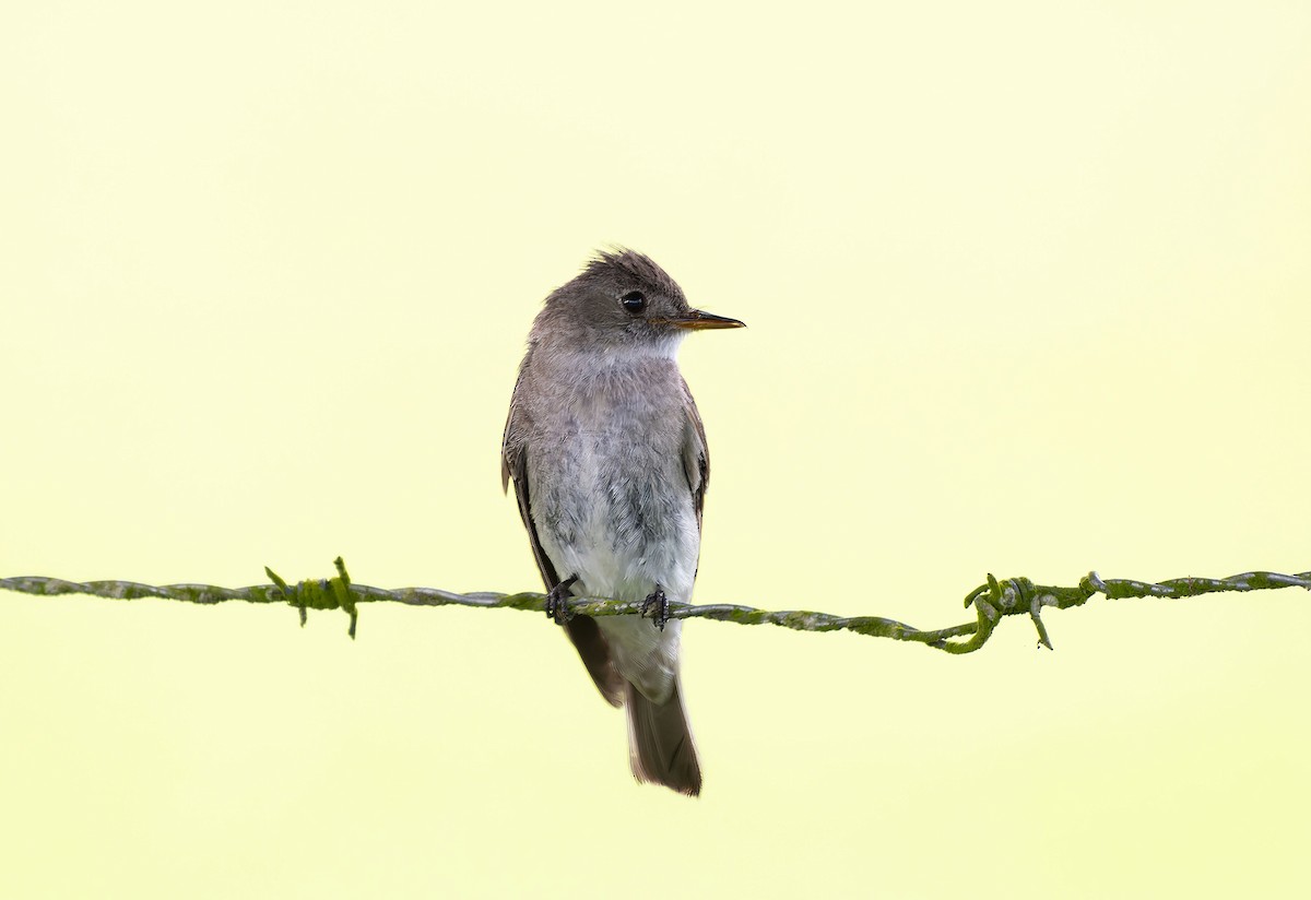 Western Wood-Pewee - ML623357733