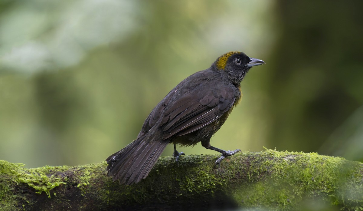 Dusky-faced Tanager - ML623357739