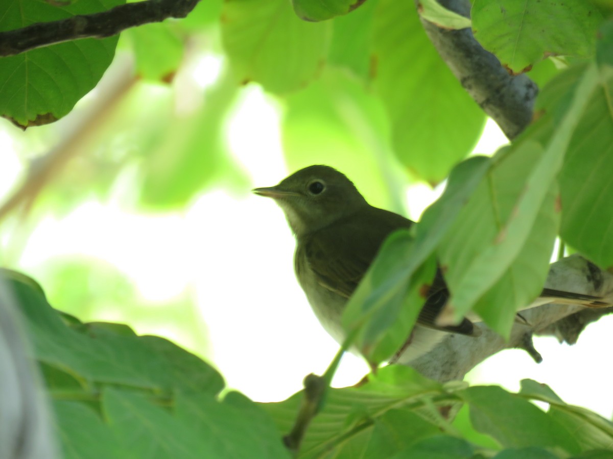 Thrush Nightingale - ML623357747