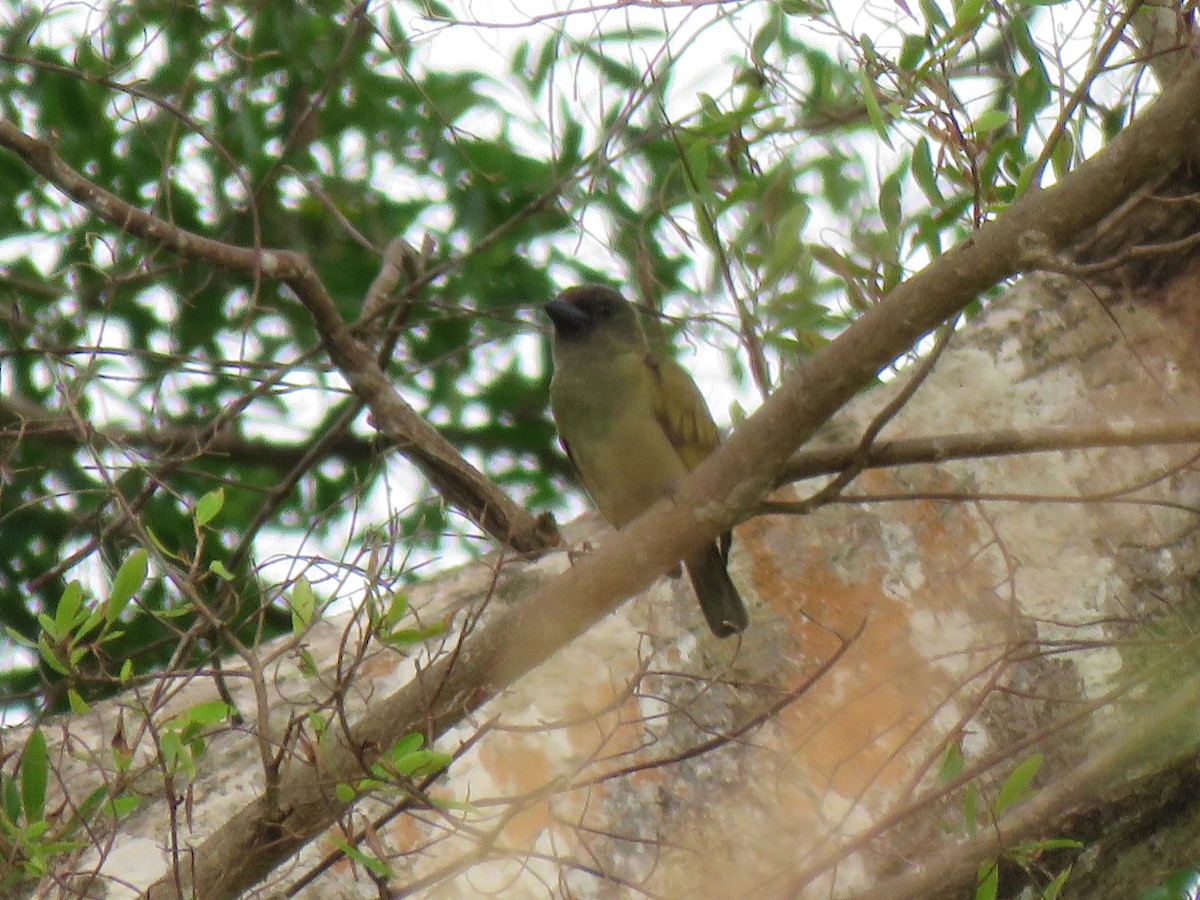 Zeytuni Barbet - ML623357763