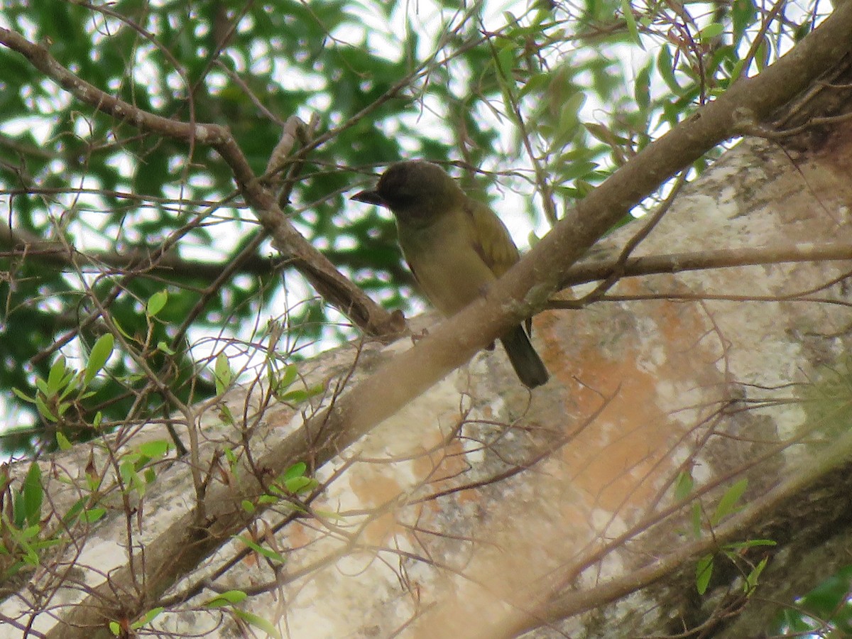 Green Barbet - ML623357769