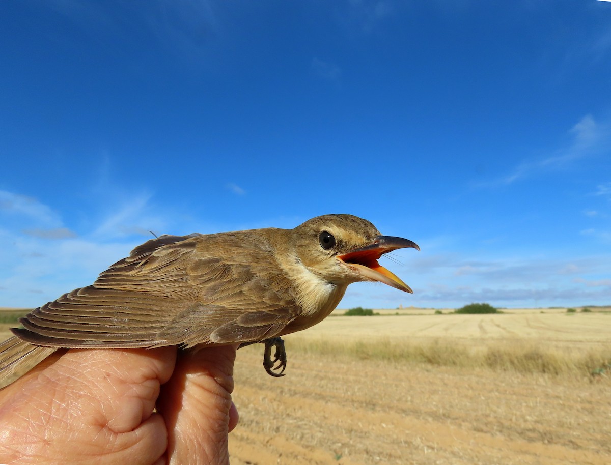 Great Reed Warbler - Francisco Javier Calvo lesmes