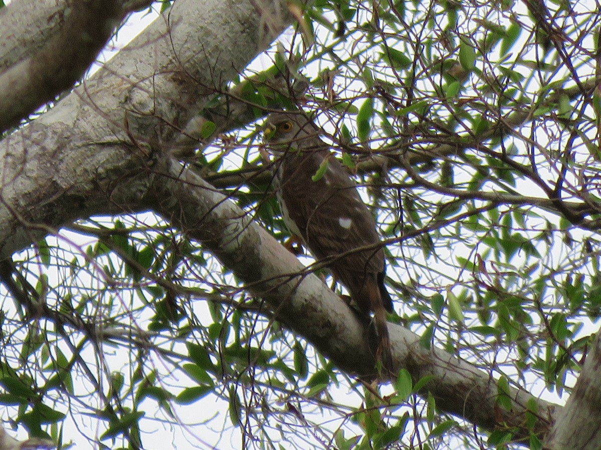 African Goshawk - ML623357787