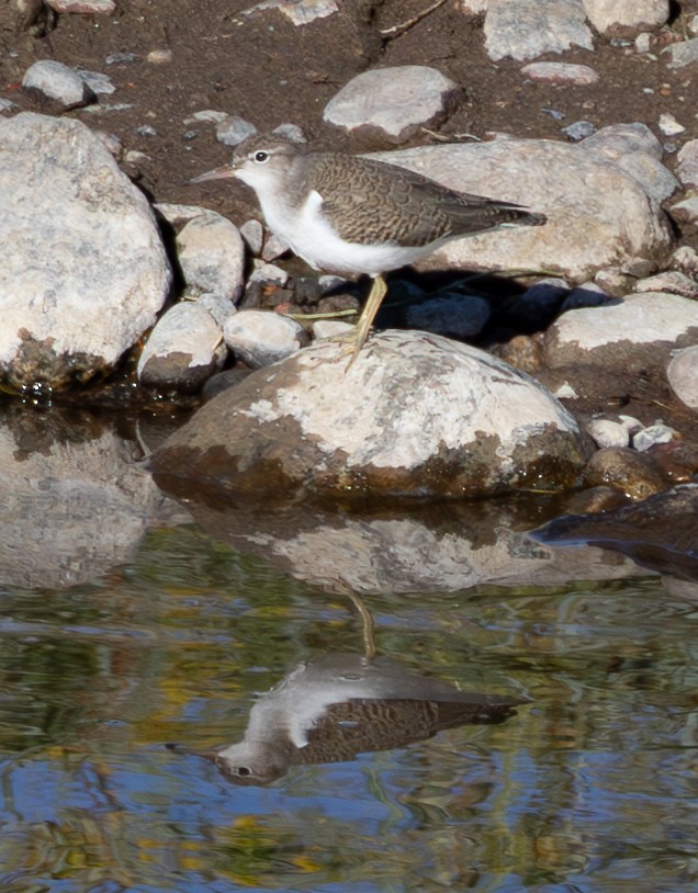 Spotted Sandpiper - ML623357789