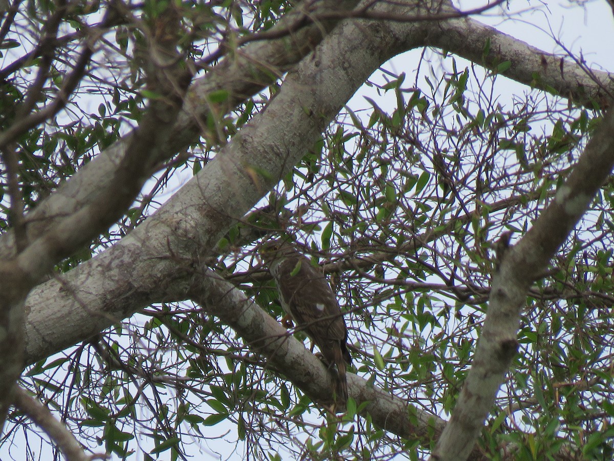 African Goshawk - ML623357792