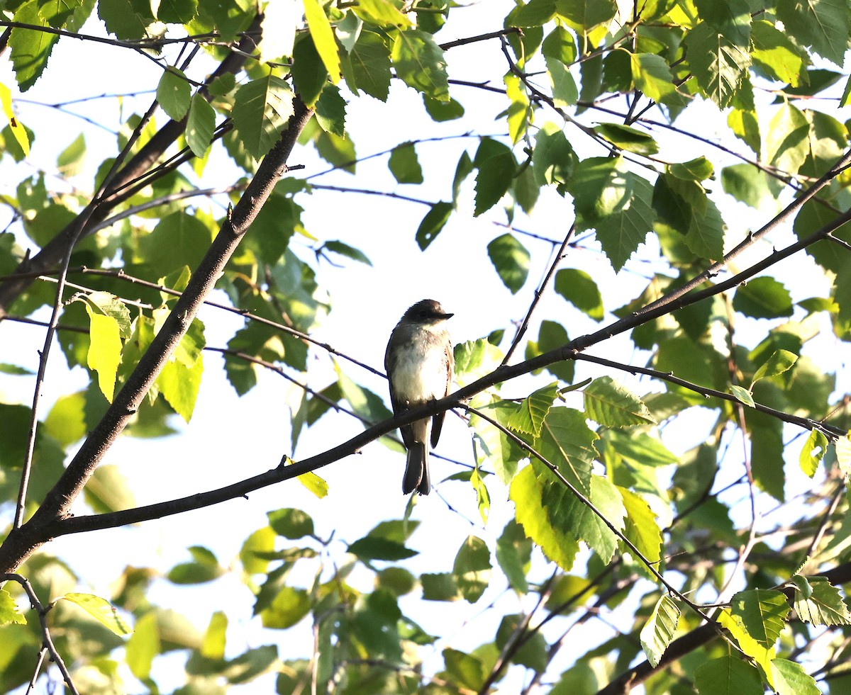 Eastern Phoebe - Joe Gyekis