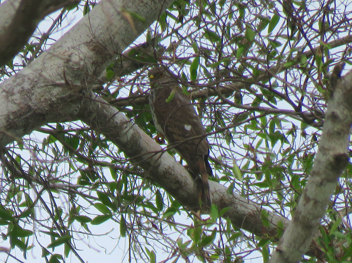 African Goshawk - ML623357817