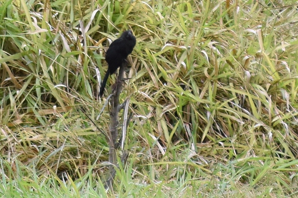 Smooth-billed Ani - ML623357839