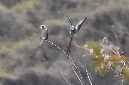 Streamer-tailed Tyrant - Derek Hudgins