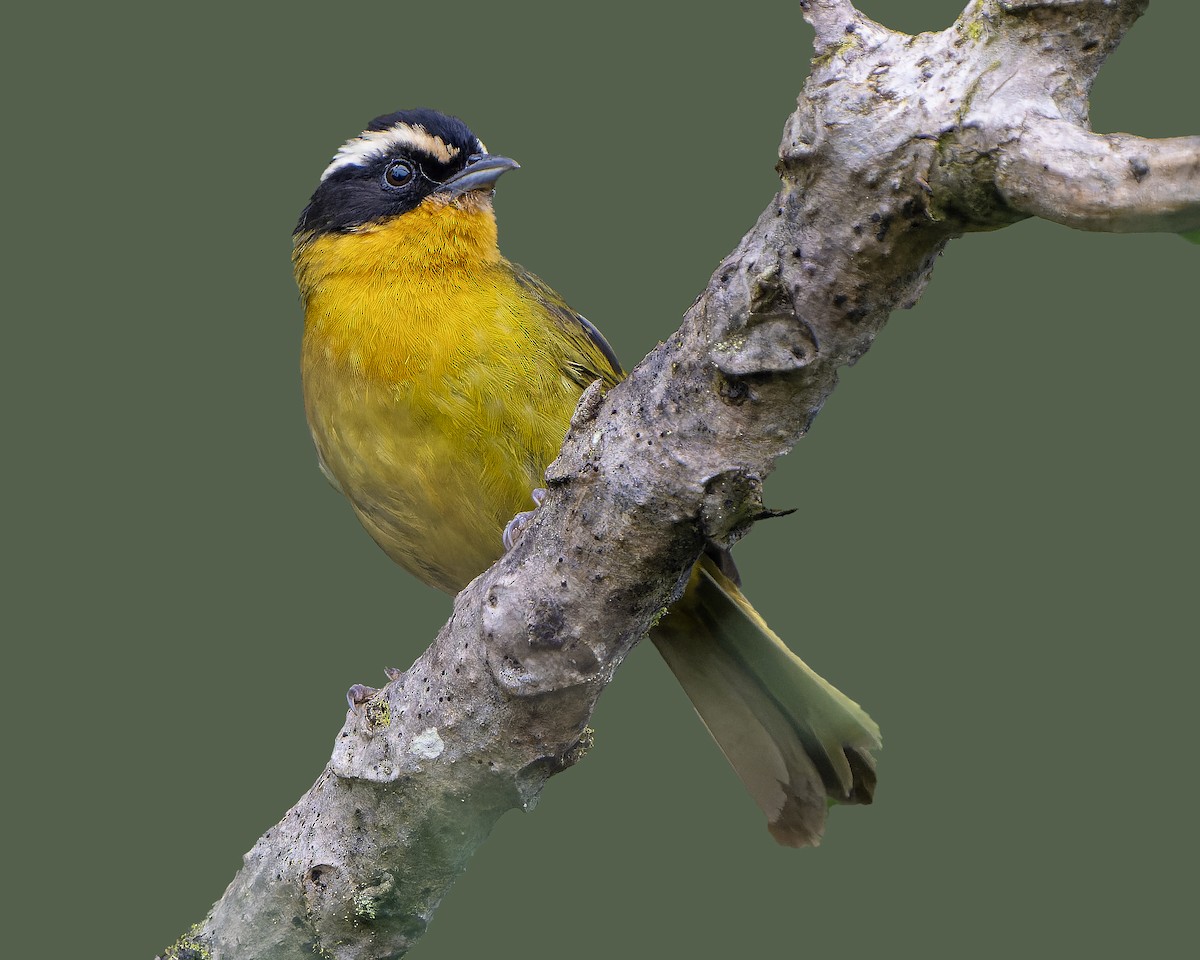 Black-capped Hemispingus - Guillermo  Saborío Vega