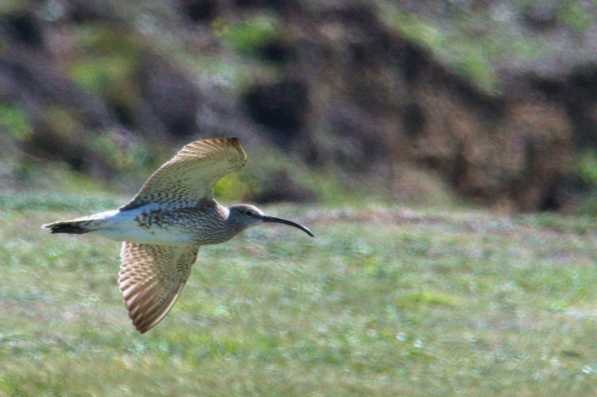 Whimbrel - ML623358001