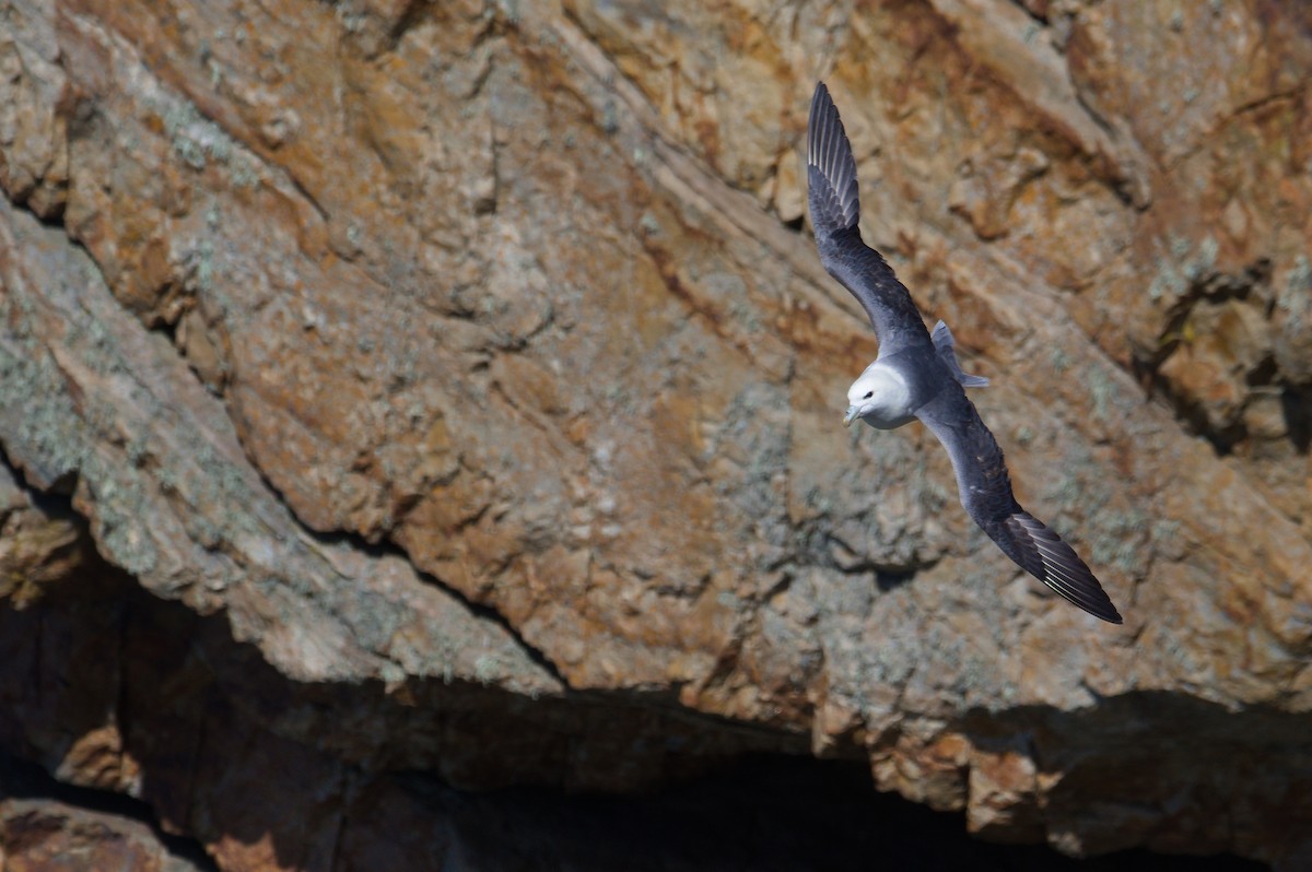 Northern Fulmar - ML623358004