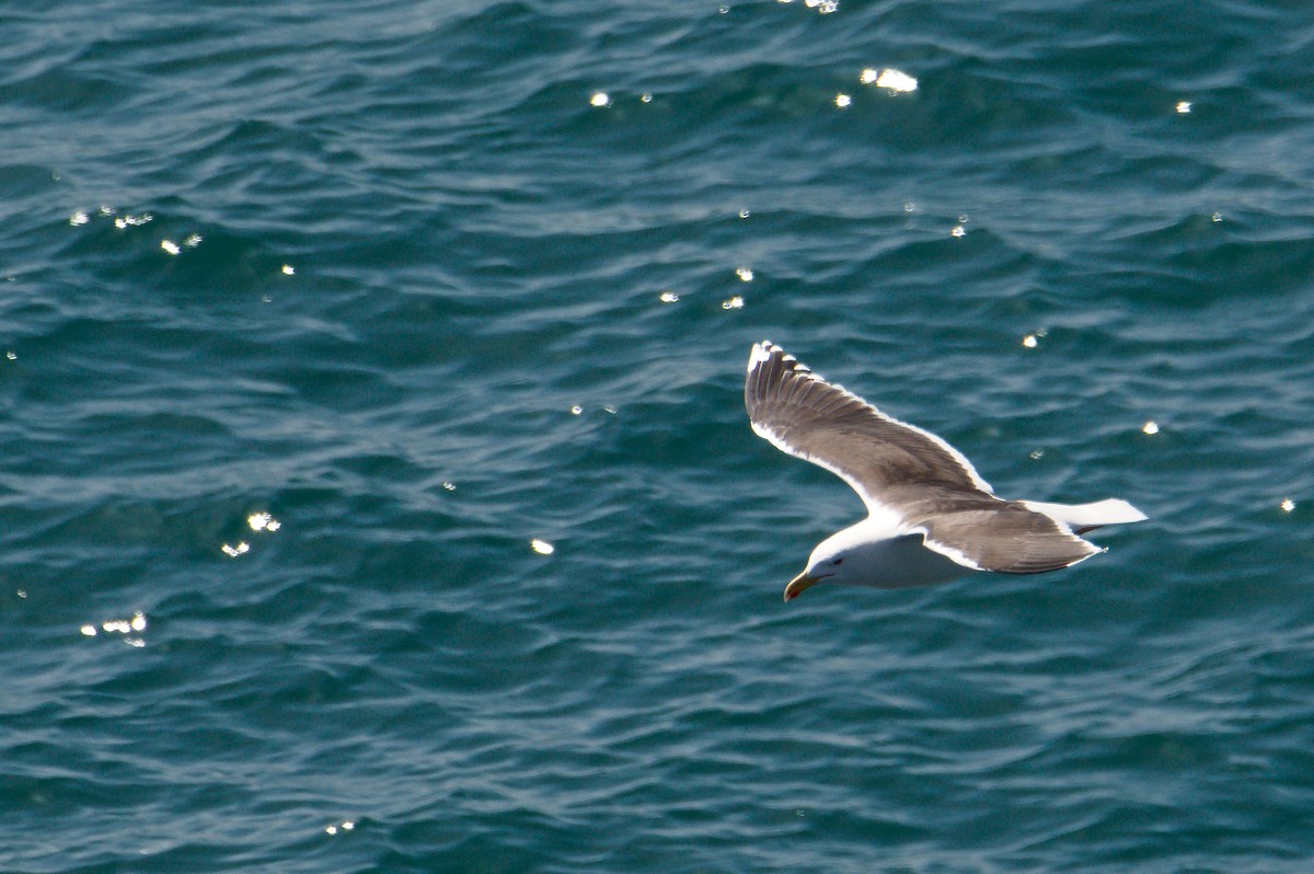 Great Black-backed Gull - ML623358005