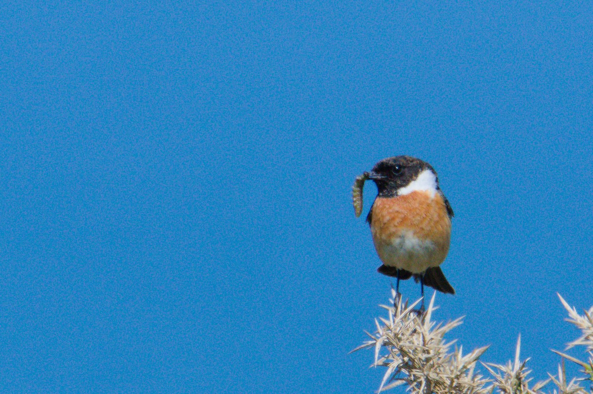 European Stonechat - ML623358013