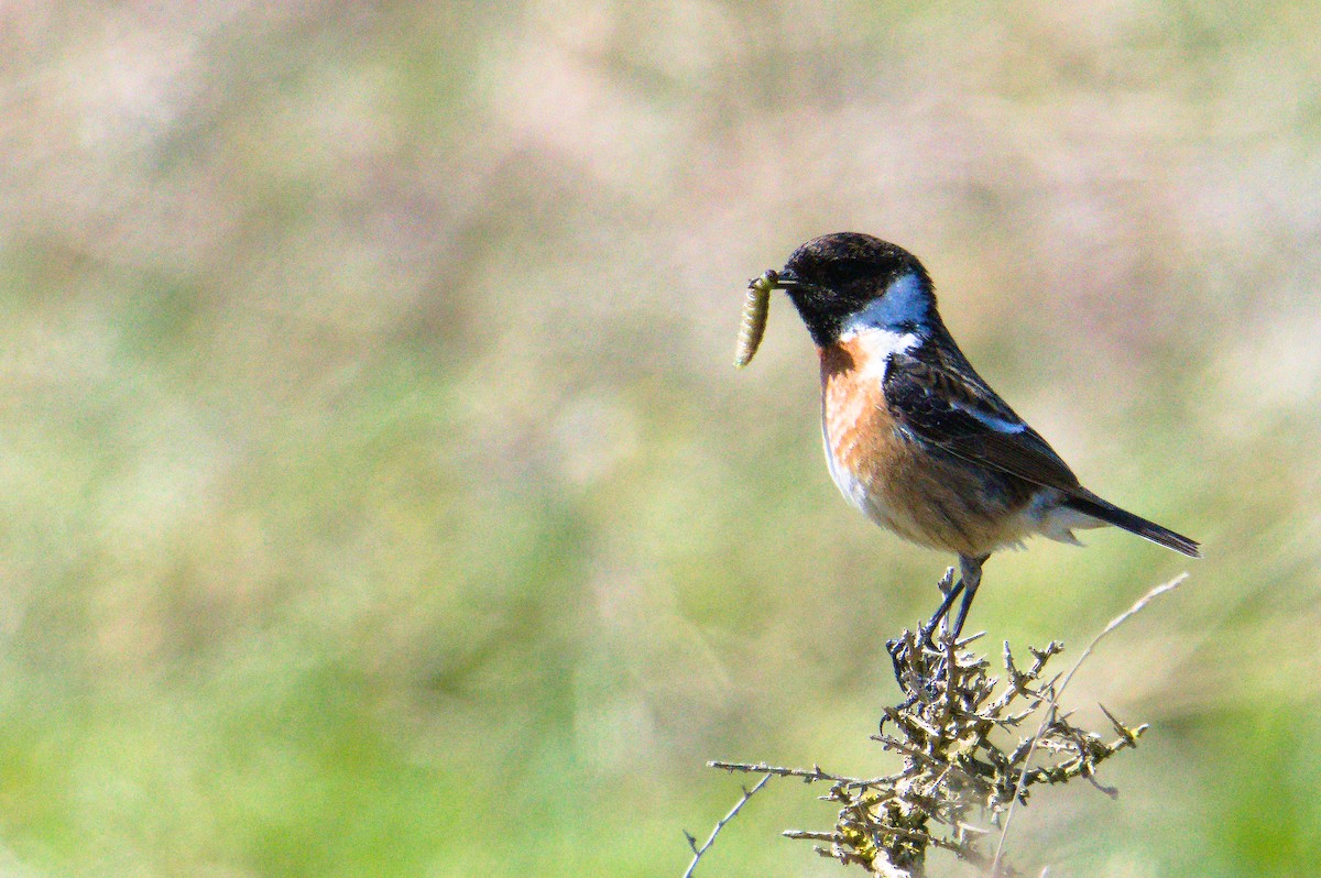 European Stonechat - ML623358014