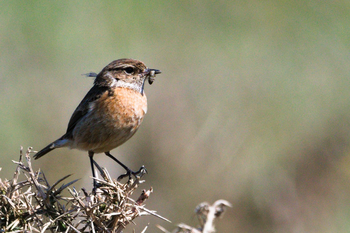 European Stonechat - ML623358015