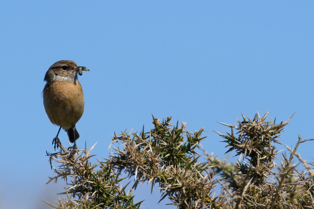 European Stonechat - ML623358016