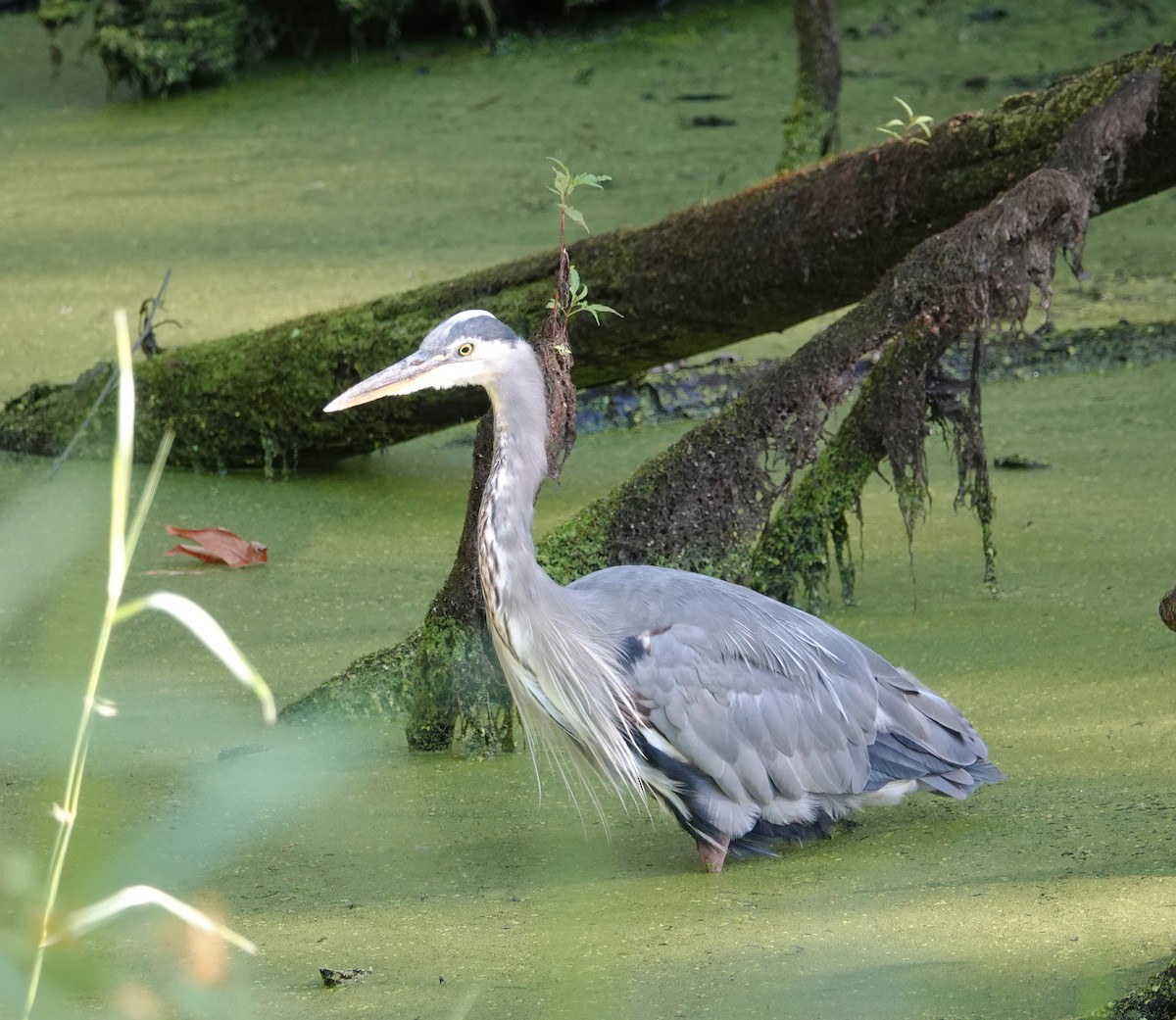 Great Blue Heron - ML623358017