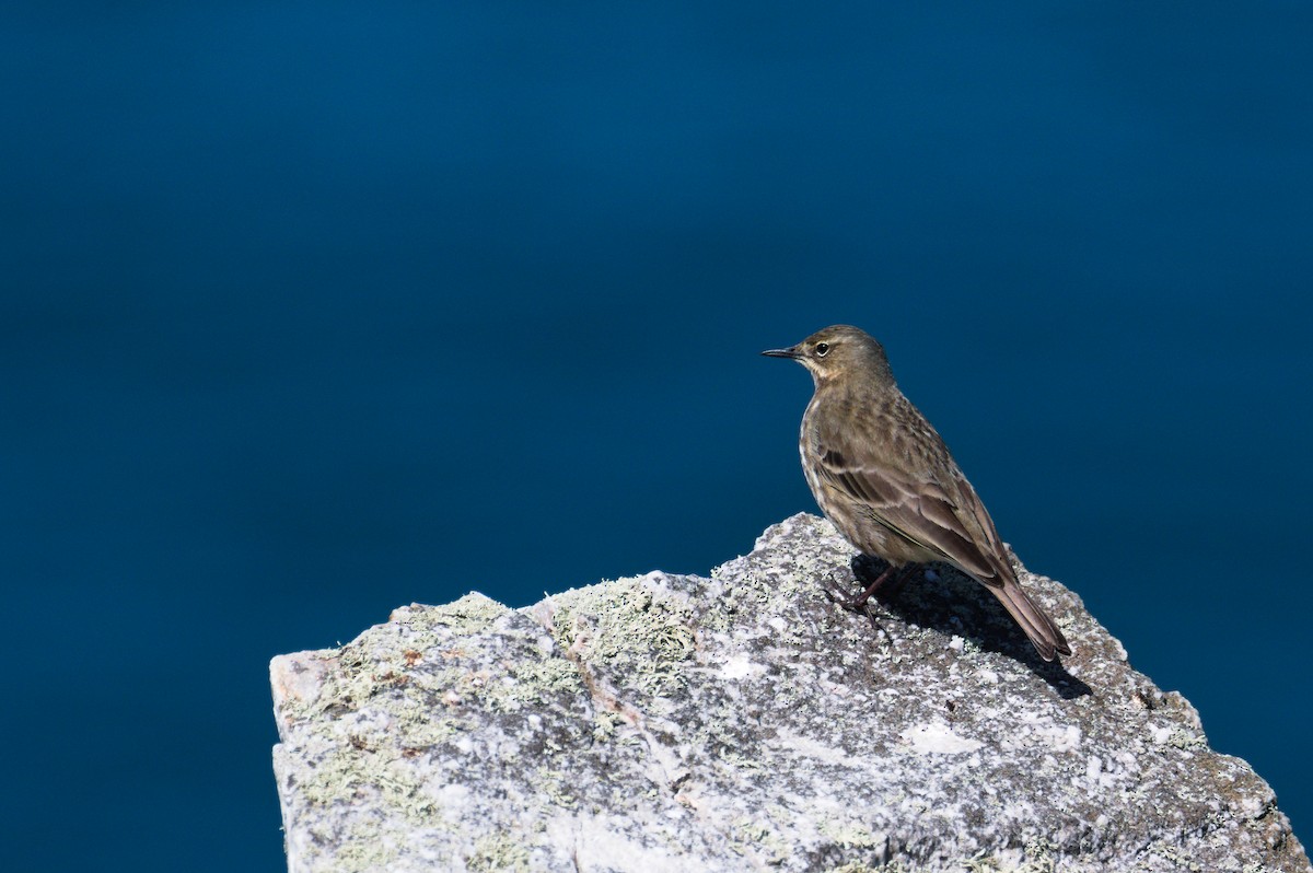 Rock Pipit - ML623358021