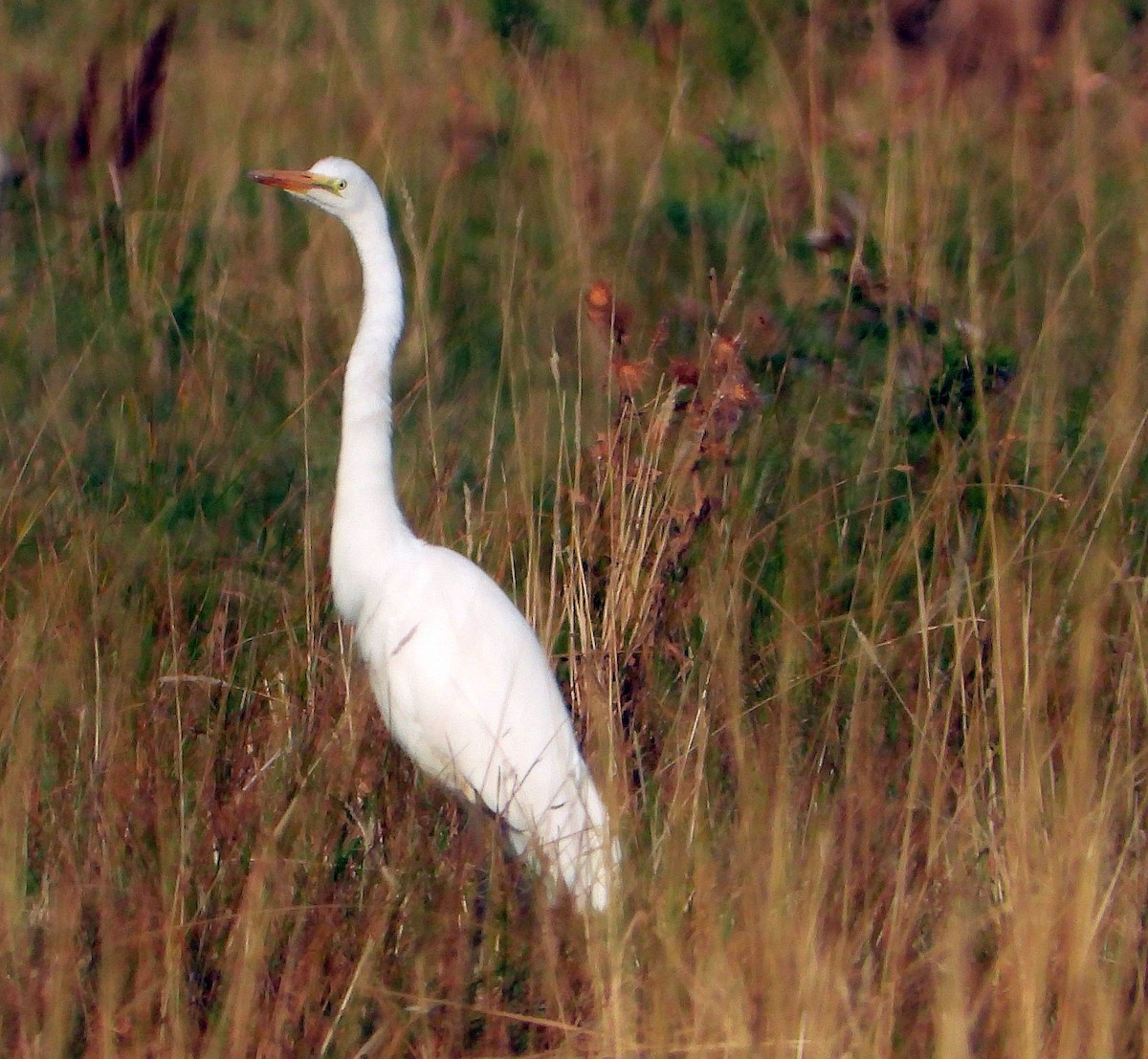 Great Egret - ML623358029