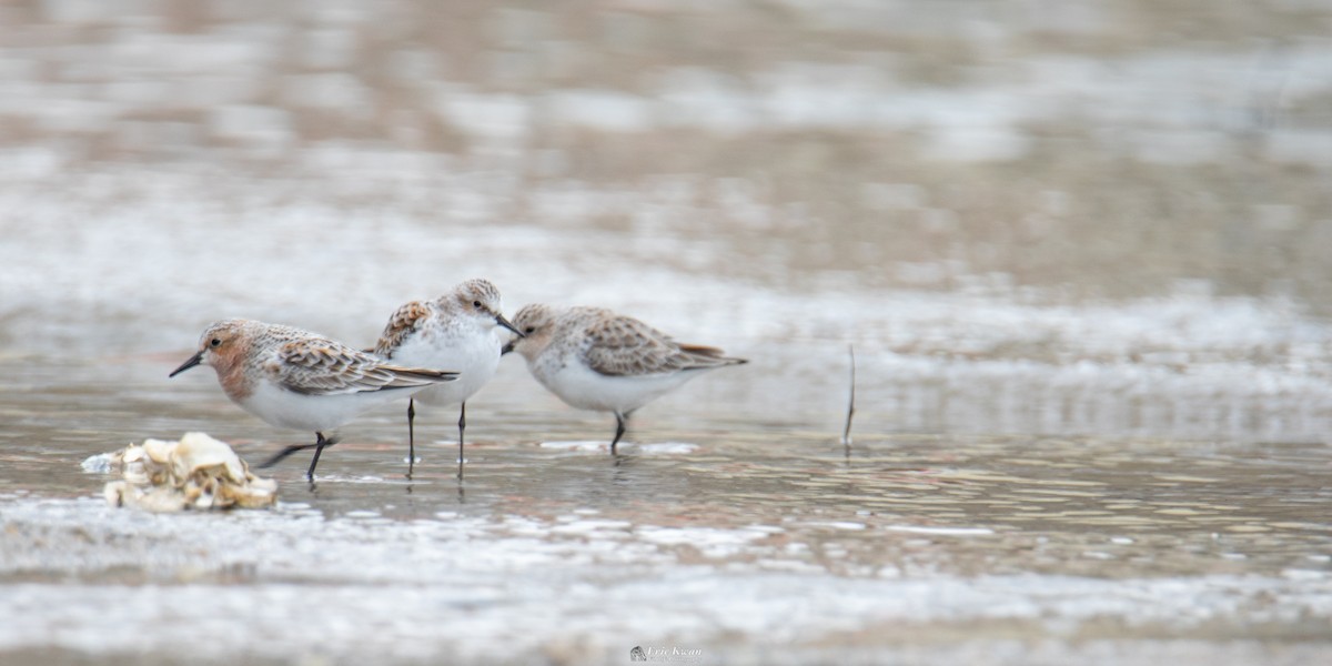 Little Stint - ML623358040