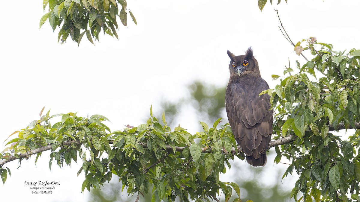 Dusky Eagle-Owl - ML623358092