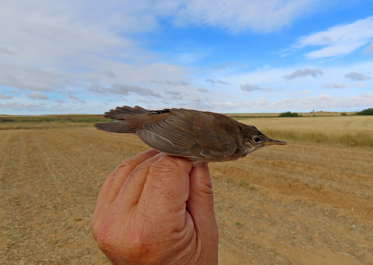 Savi's Warbler - ML623358098