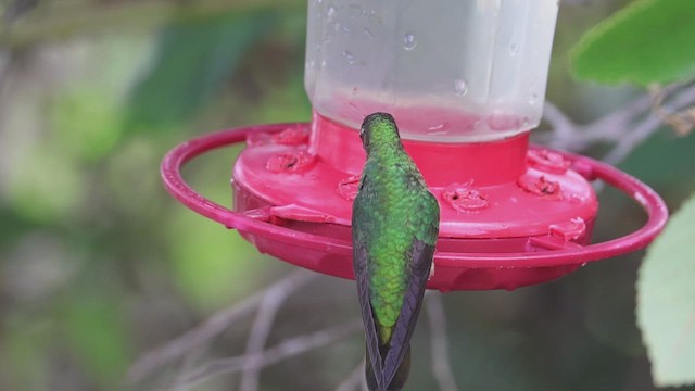 Colibri de Lafresnaye - ML623358109