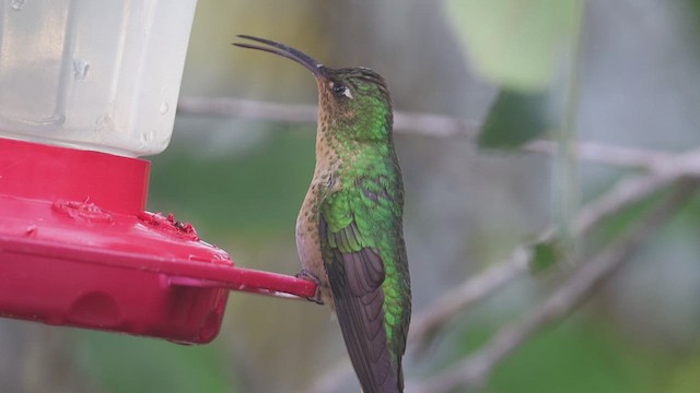 Colibri de Lafresnaye - ML623358110